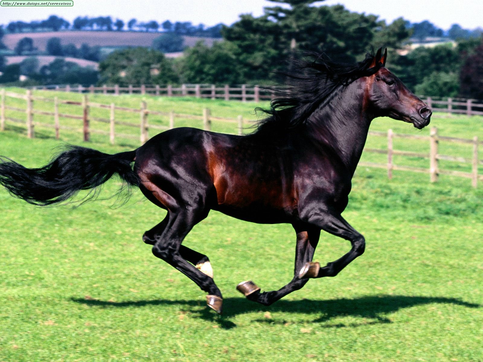 Fotos de caballos (I)